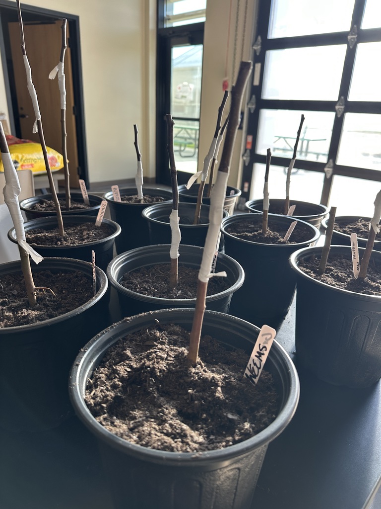 Middle and High School Agriculture Teachers participated in professional development at the new Randolph County Agricultural Center last week. In addition to learning about the new Ag center's offerings, middle school Ag teachers participated in Project Wet training. High School Agriculture teachers participated in grafting training, livestock judging, and leadership training to bring back to their classrooms. Thank you, Farm Bureau, for providing lunch for our teachers. 