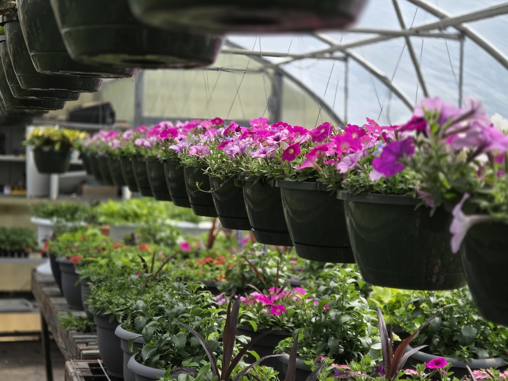 RHS Plant sale information