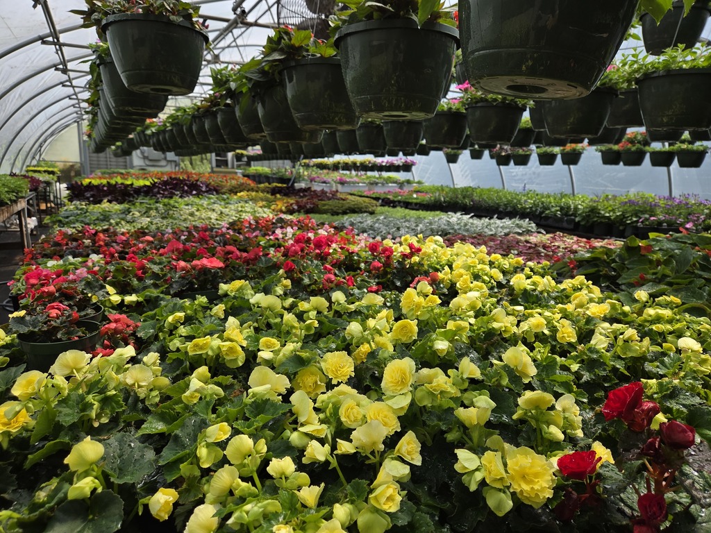 RHS Plant sale information