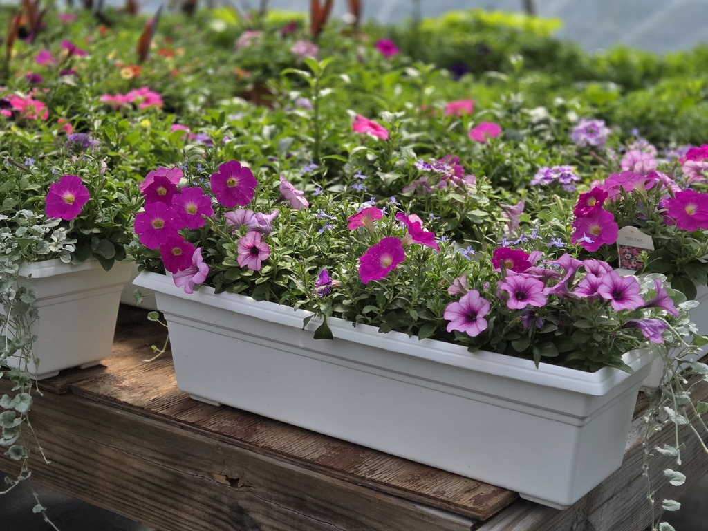 RHS Plant sale information