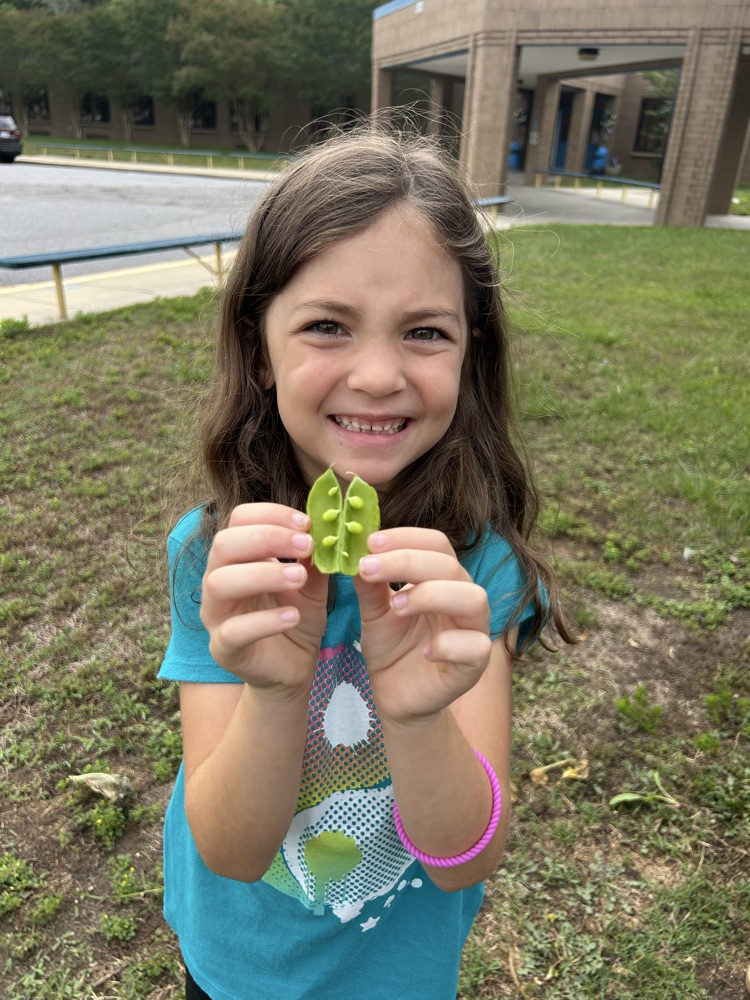 First grade picked their first harvest from this year’s garden! 🫛