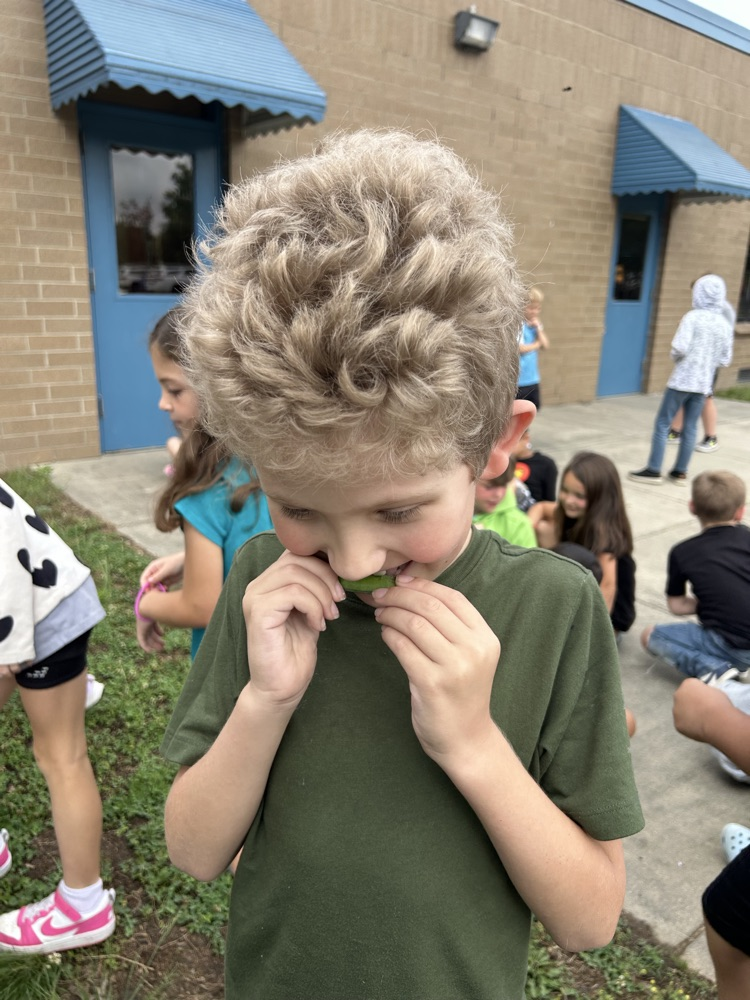 First grade picked their first harvest from this year’s garden! 🫛