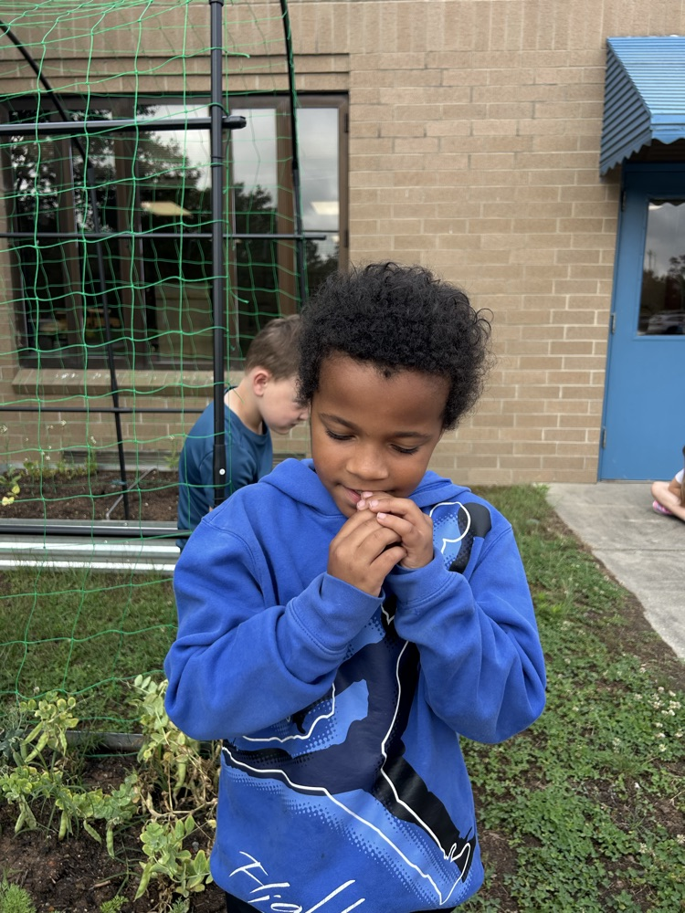 First grade picked their first harvest from this year’s garden! 🫛