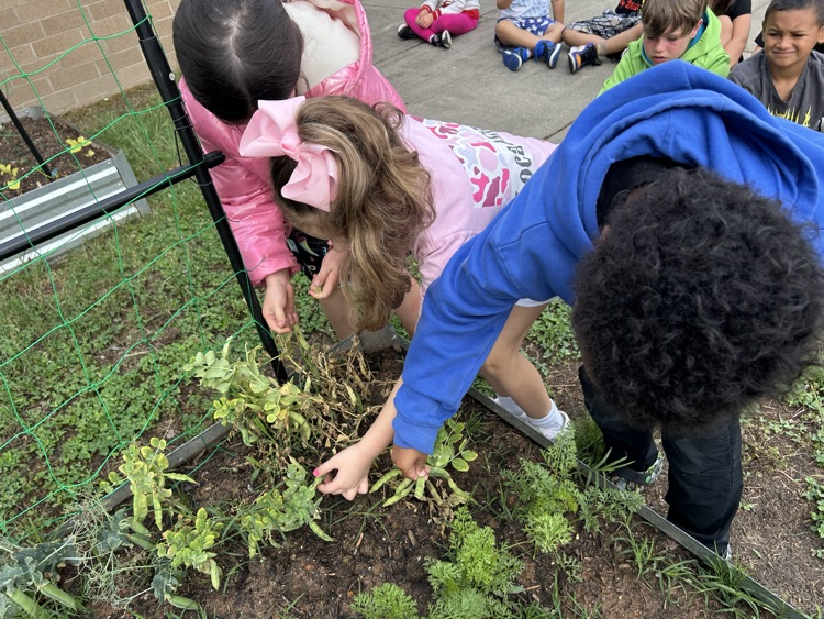 First grade picked their first harvest from this year’s garden! 🫛