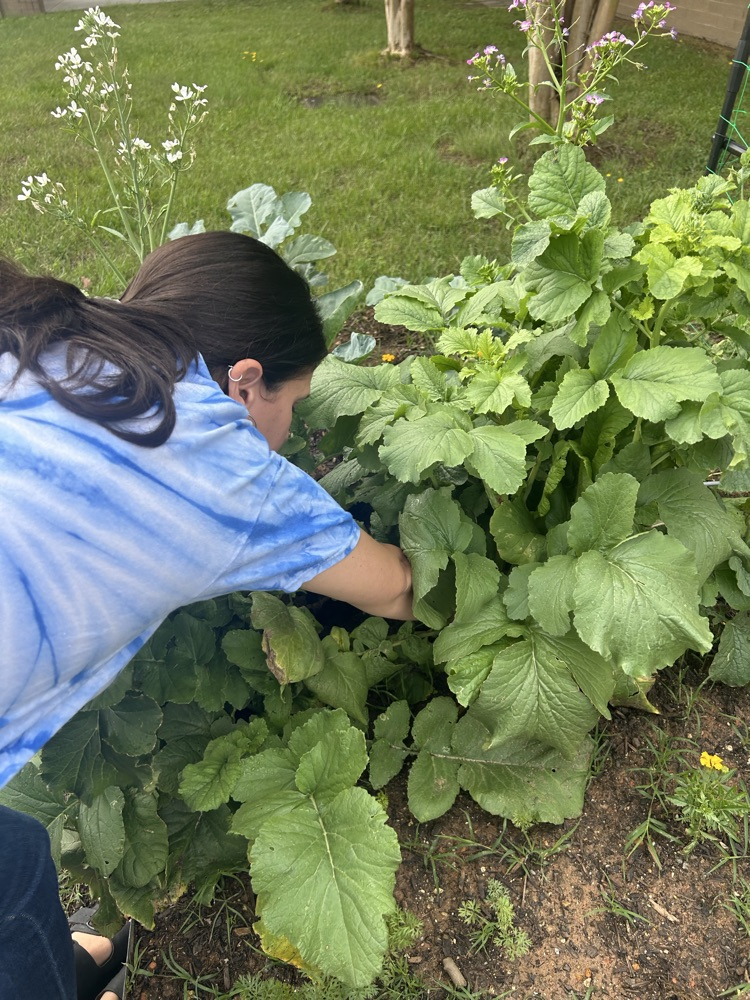 First grade picked their first harvest from this year’s garden! 🫛