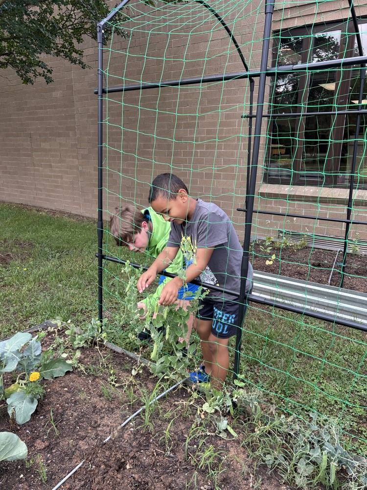 First grade picked their first harvest from this year’s garden! 🫛
