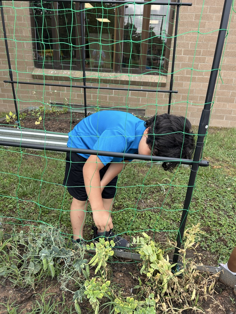 First grade picked their first harvest from this year’s garden! 🫛