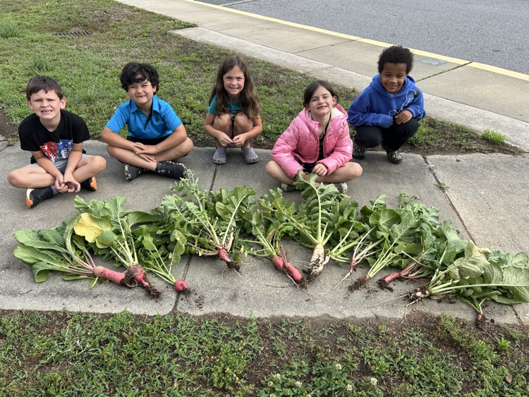 First grade picked their first harvest from this year’s garden! 🫛