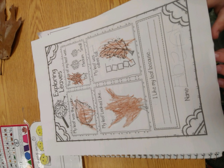 Leaf investigations in kindergarten