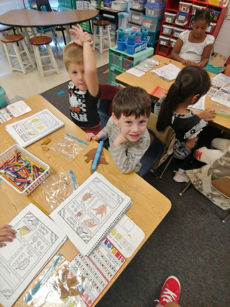 Leaf investigations in kindergarten