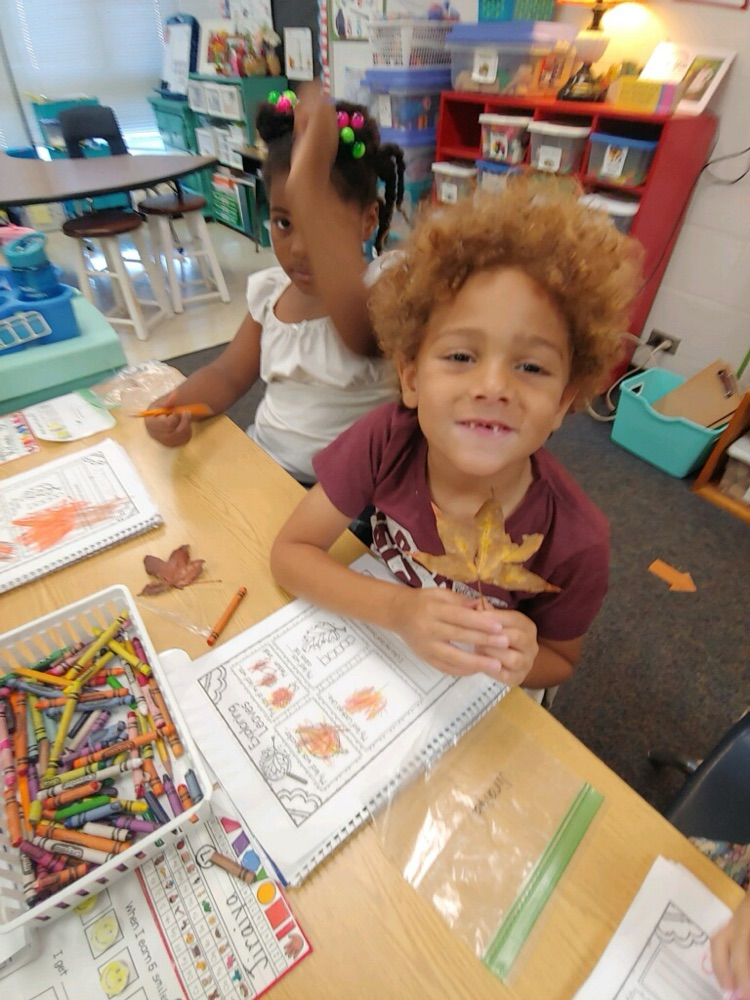 Leaf investigations in kindergarten