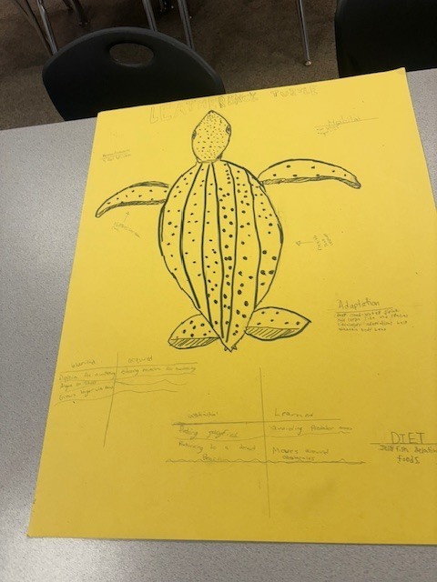 Sea Turtle Math & Science: An Immersive Cross-Curricular Learning Experience