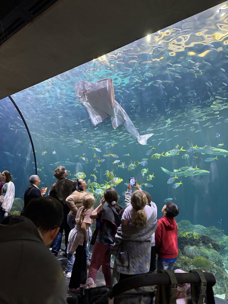 Zoology and American Wilderness Science classes recently took a trip to the Shedd Aquarium in Chicago!