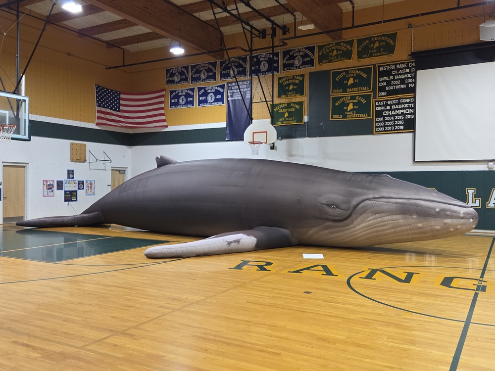 whale