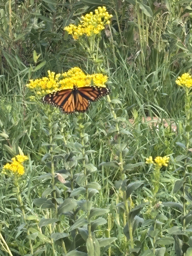 butterfly