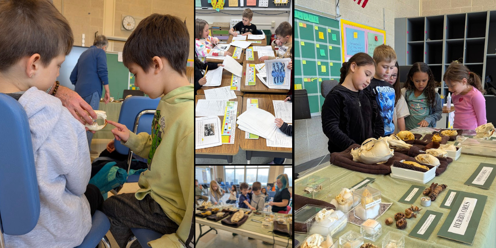 Second grade students at Pieter B. Coeymans Elementary are diving into the world of informational writing through animal research projects. As part of the process, students are not only developing their writing skills, but also learning how to thoughtfully respond to one another’s work by offering meaningful compliments and feedback.    To support their learning, a volunteer from Five Rivers Environmental Education Center visited with each class to share knowledge about local wildlife. Students had the unique opportunity to see and explore a variety of bones and artifacts, bringing their research and classroom discussions to life.   The visit helped students connect their research to real examples and gave them new ideas to strengthen their writing.