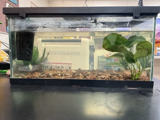 Water Snail tank with plants
