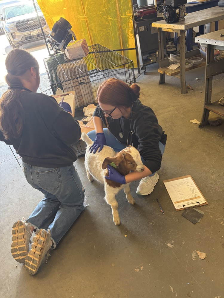 vet science