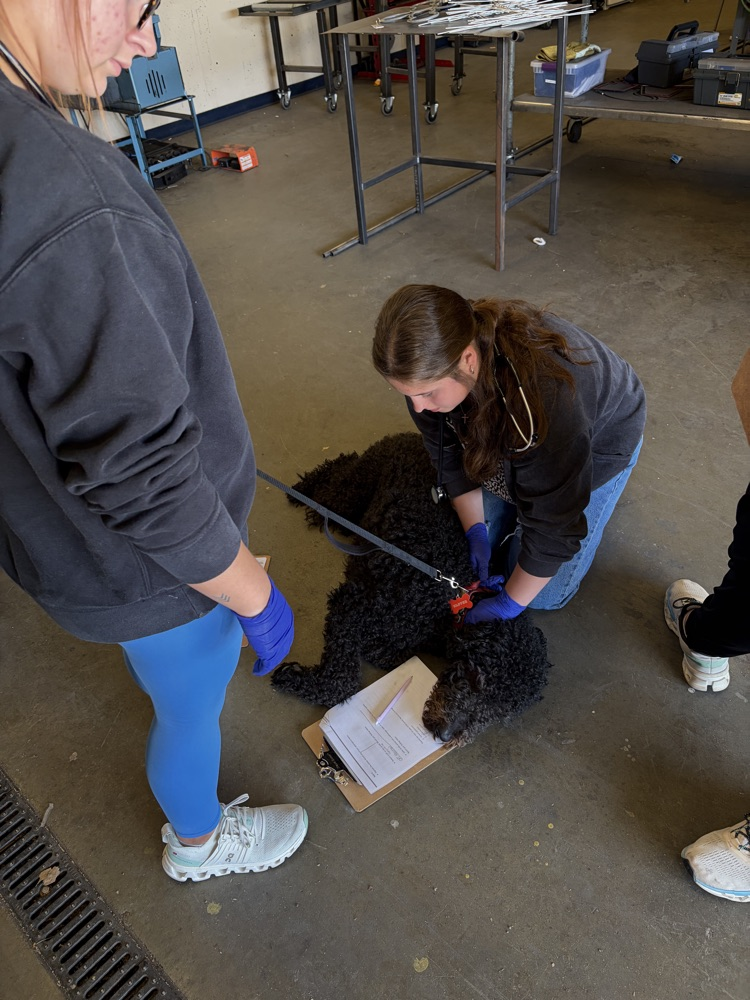 vet science