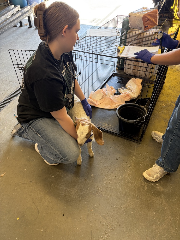 vet science