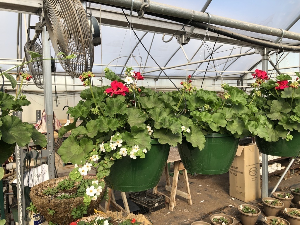 Plant 1