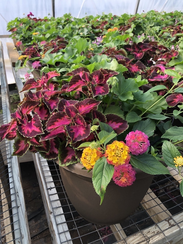 Plant 3