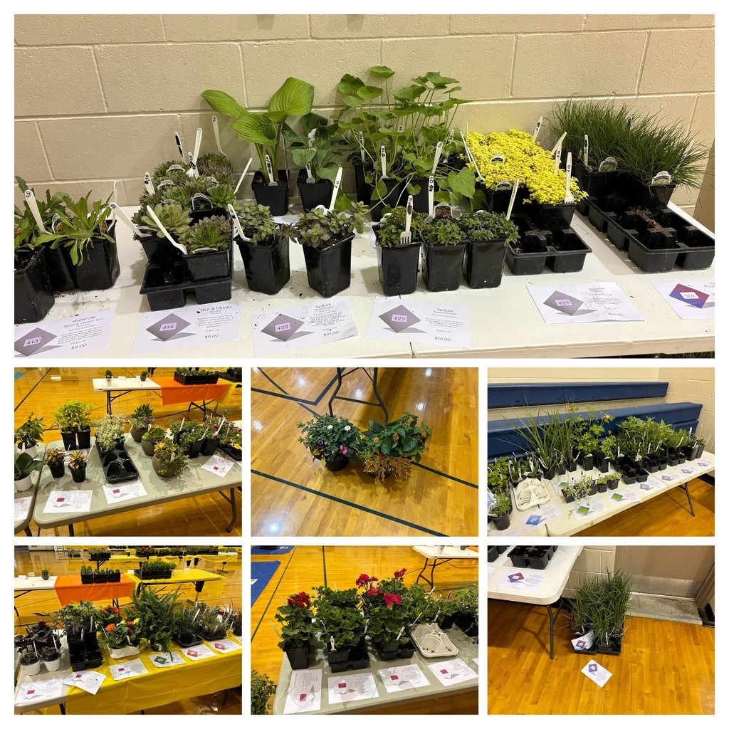 Plants 2