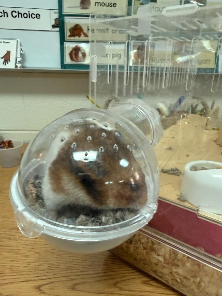 hamster cage