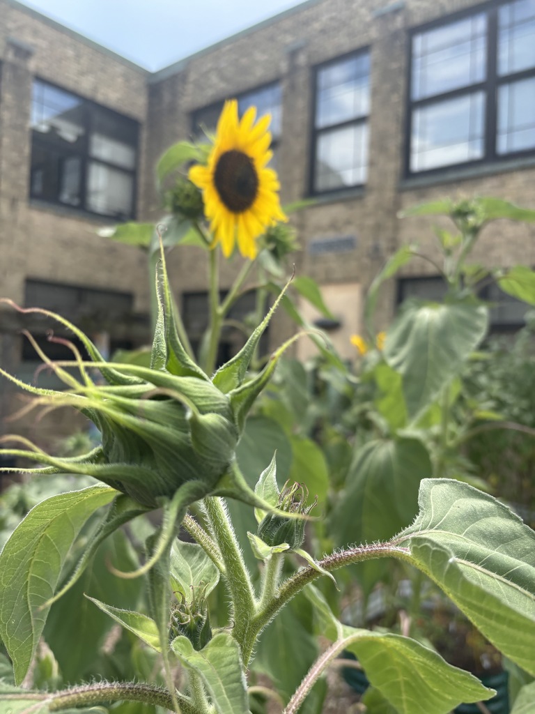garden