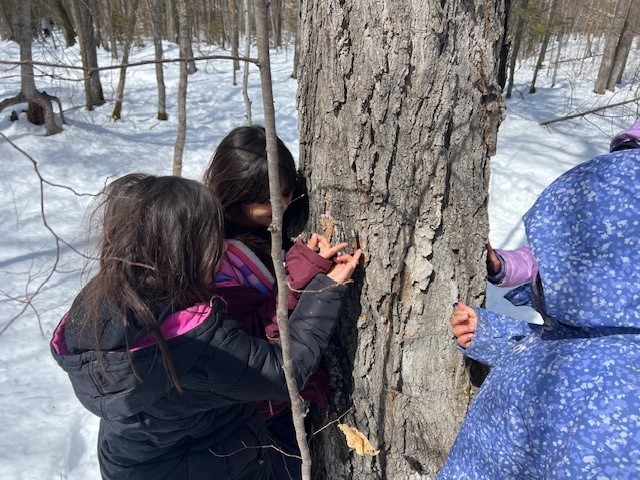 Our elementary students had a sweet adventure at Sugarbush! 🍁😊 They explored the process of turning sap into syrup, asked great questions, and got to see (and experience!) the magic up close. These photos show all the curiosity, excitement, and hands-on learning from their visit. Take a look at their day in action!
