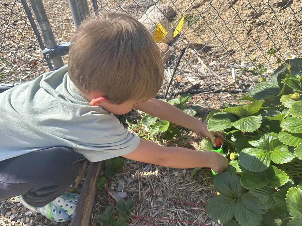 Picking Garden