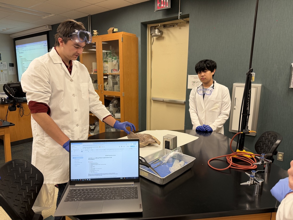 Sheep Pluck Exploration