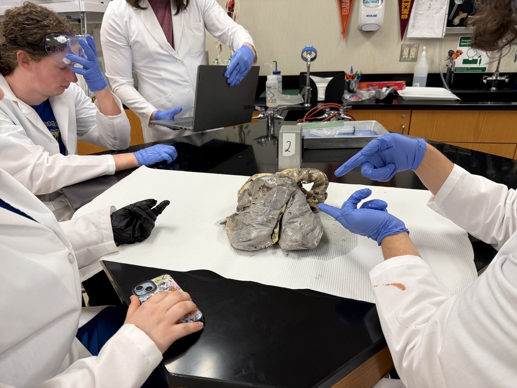 Sheep Pluck Exploration