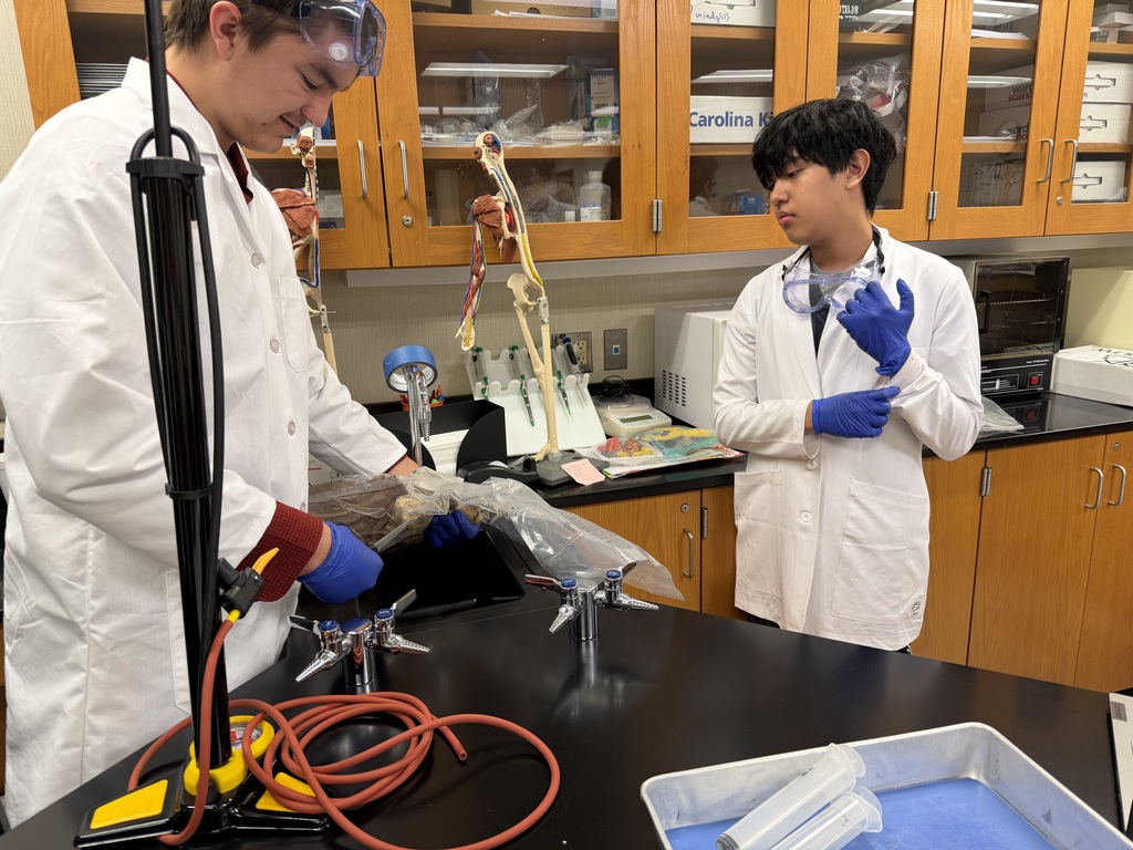 Sheep Pluck Exploration