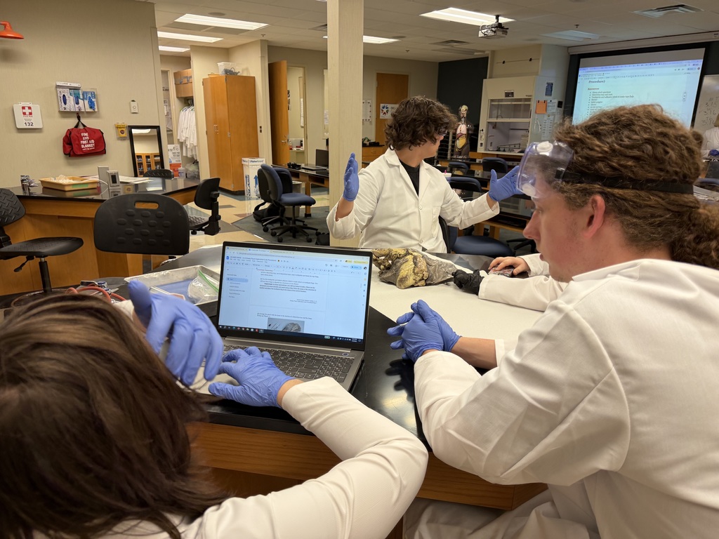 Sheep Pluck Exploration