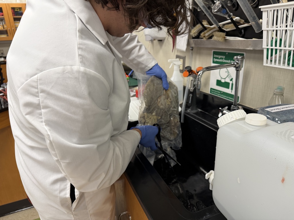 Sheep Pluck Exploration