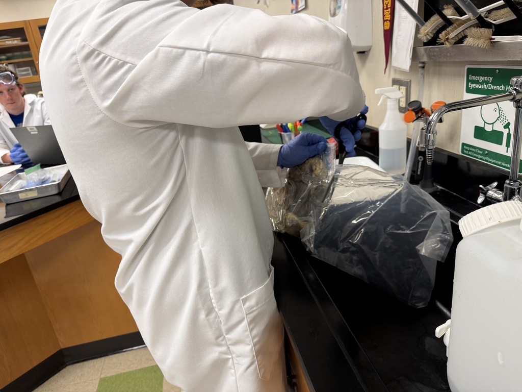 Sheep Pluck Exploration