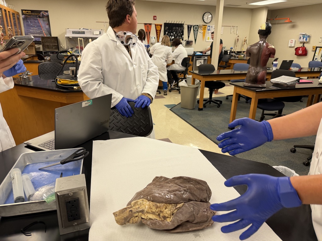 Sheep Pluck Exploration