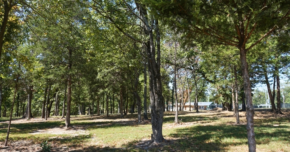 Trees at Wolf Pack Park