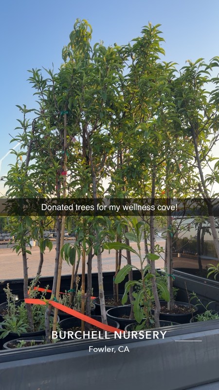 Burchell Nursery tree donations