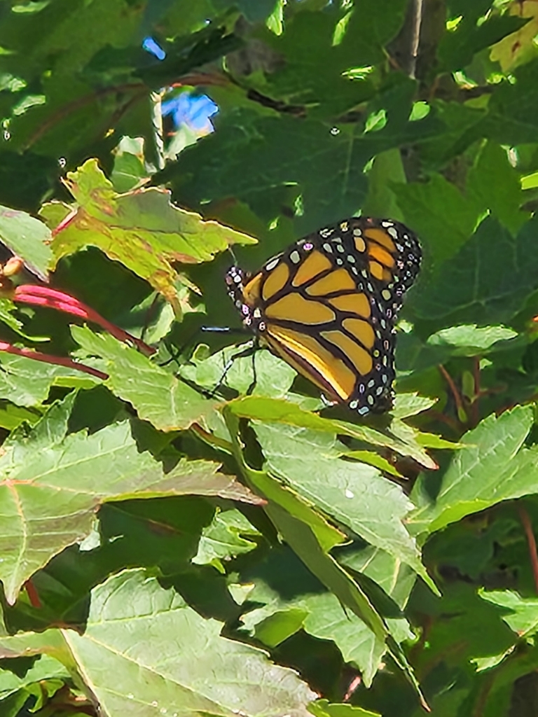 Oakland flew right to a tree