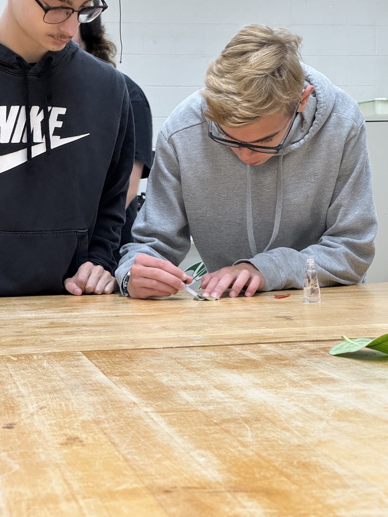 Partners preparing their leaf for study