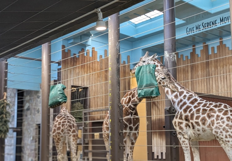giraffes