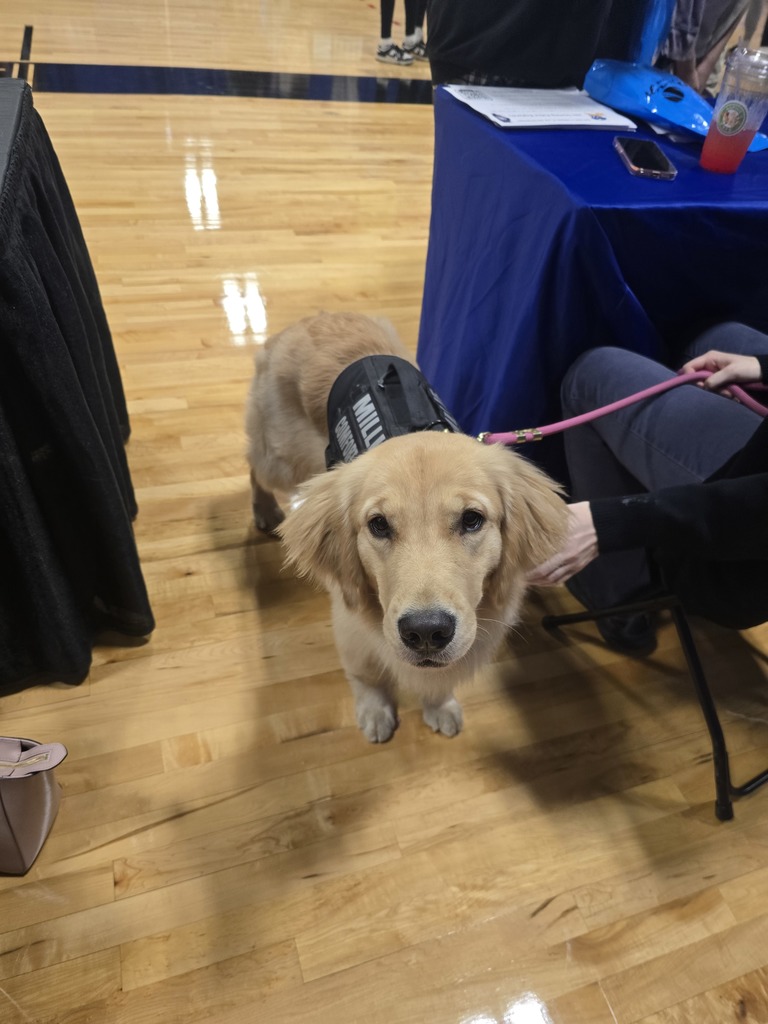 therapy dog