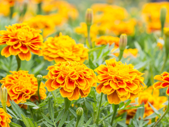 Marigolds 