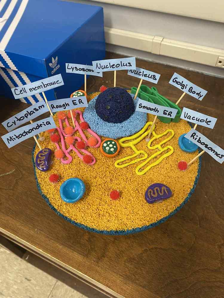 Cell model
