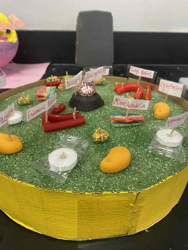 MA Biology Students Cell Models | Mattanawcook Academy