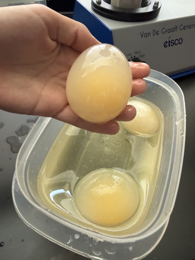 egg 1