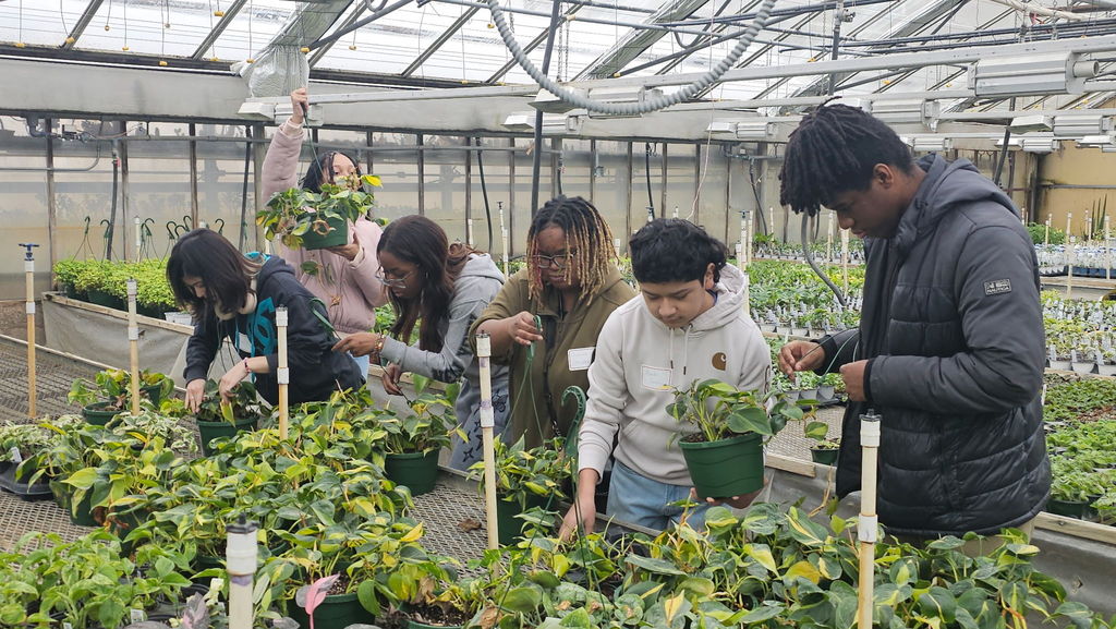 shadow day Teds green house
