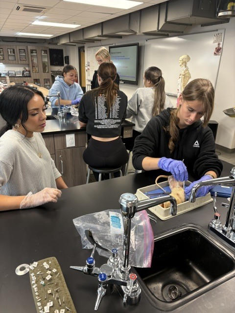 Anatomy